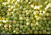 صادرات سیب از آذربایجان‌غربی هموار شد