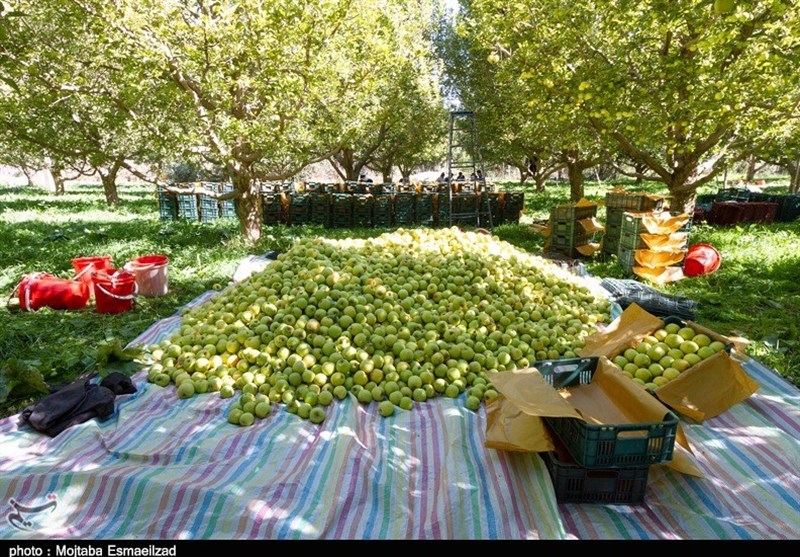 فصل برداشت سیب از باغات ارومیه به روایت تصویر