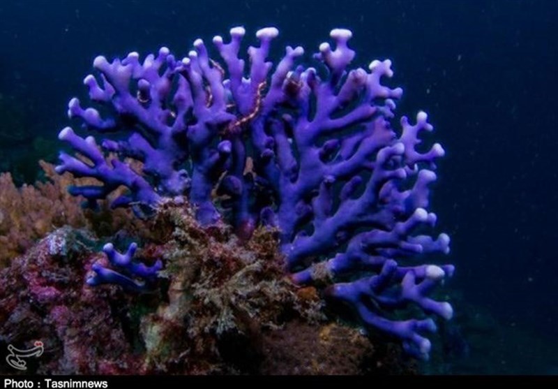 گزارش| مرگ تدریجی مرجان‌های دریایی خلیج فارس؛ اختلال در اکوسیستم دریا با ورود آلاینده‌های صنعتی