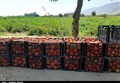 برداشت 140 هزار تن گوجه‌ فرنگی از مزارع استان بوشهر+ تصویر