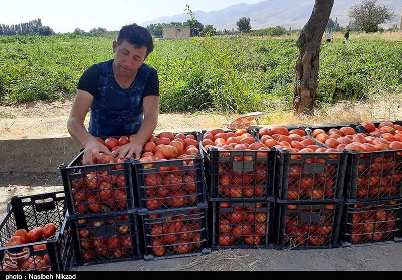 200هزار تن گوجه‌فرنگی خارج از فصل استان بوشهر وارد بازار شد