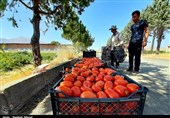 گوجه فرنگی تا 20 روز آینده ارزان می‌شود