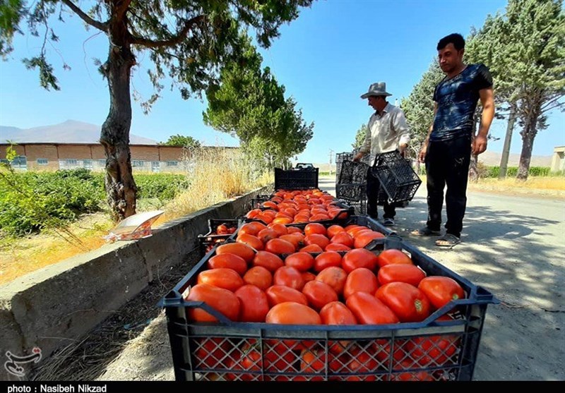 برداشت گوجه‌فرنگی از مزارع ارومیه به روایت تصویر