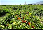 تولید محصول سبزی و صیفی‌جات استان بوشهر به 950 هزار تن رسید