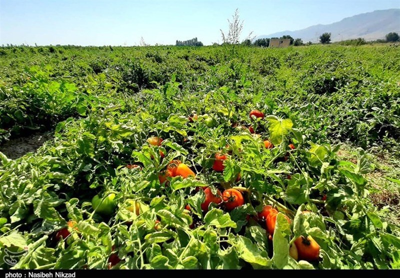 تولید محصول سبزی و صیفی‌جات استان بوشهر به 950 هزار تن رسید