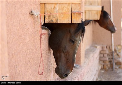 مسابقات پرش با اسب قهرمانی استان اصفهان