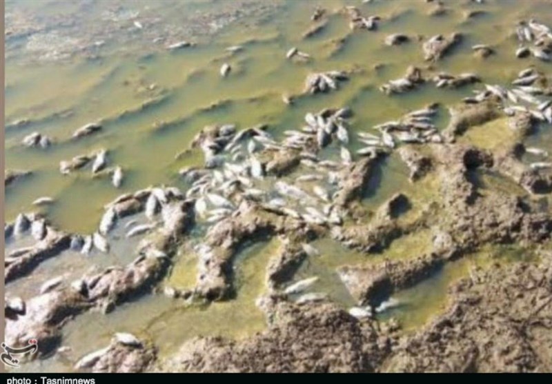 لرستان| تبخیر آب تالاب «گری بلمک» در پلدختر منجر به مرگ ماهیان شد