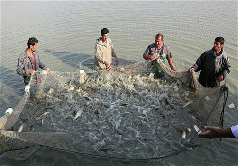 هدف‌گذاری برای توسعه پایدار پرورش ماهی در گیلان؛ 43 هزار تن ماهی گرمابی سال گذشته تولید شد