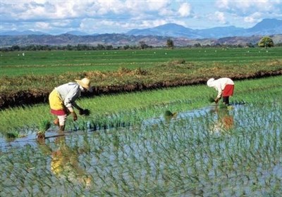 برنج،قيمت،ژاپن،ذخاير،گذشته،ين،مهار