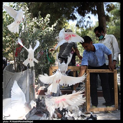 رهاکردن تعدادی کبوتر به یاد شهدا در پایان مراسم دهمین زنگ دانش‌آموز شهید