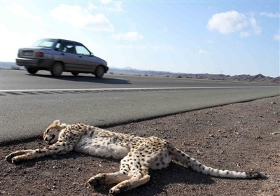  عامل انسانی علت ۶۲ درصد مرگ و میر یوزپلنگ ایرانی! 