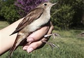 کشف و ضبط 1200 قطعه پرنده بلبل خرما در آبادان