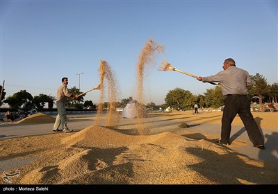 برداشت برنج از مزارع مبارکه - اصفهان