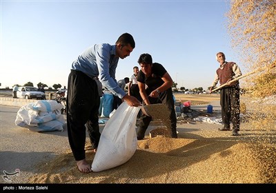برداشت برنج از مزارع مبارکه - اصفهان