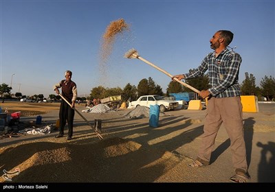 برداشت برنج از مزارع مبارکه - اصفهان