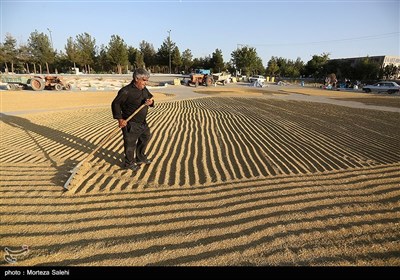 برداشت برنج از مزارع مبارکه - اصفهان