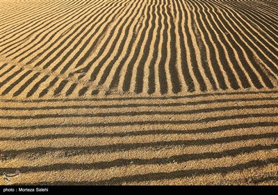 برداشت برنج از مزارع مبارکه - اصفهان