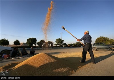 برداشت برنج از مزارع مبارکه - اصفهان
