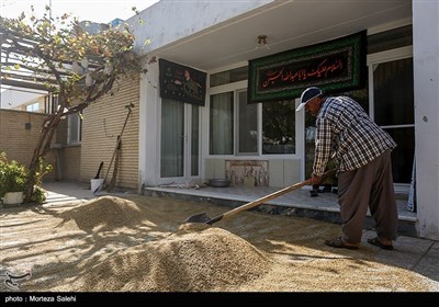 برداشت برنج از مزارع مبارکه - اصفهان