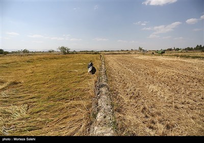 برداشت برنج از مزارع مبارکه - اصفهان