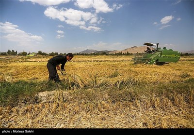 برداشت برنج از مزارع مبارکه - اصفهان