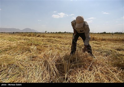 برداشت برنج از مزارع مبارکه - اصفهان