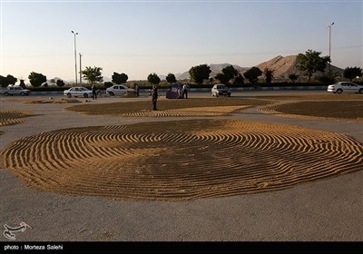 برداشت برنج از مزارع مبارکه - اصفهان