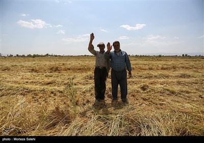 برداشت برنج از مزارع مبارکه - اصفهان