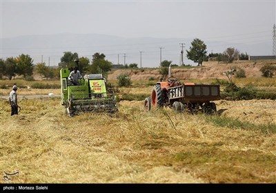 برداشت برنج از مزارع مبارکه - اصفهان