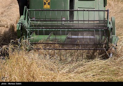 برداشت برنج از مزارع مبارکه - اصفهان