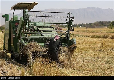 برداشت برنج از مزارع مبارکه - اصفهان