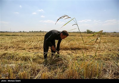 برداشت برنج از مزارع مبارکه - اصفهان