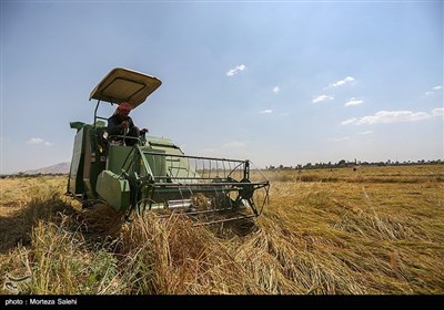 برداشت برنج از مزارع مبارکه - اصفهان