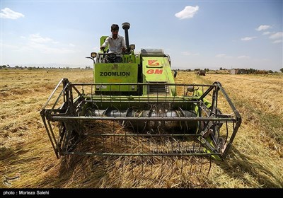 برداشت برنج از مزارع مبارکه - اصفهان