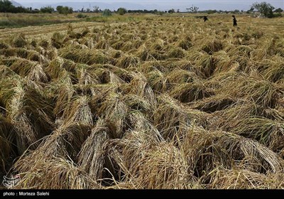 برداشت برنج از مزارع مبارکه - اصفهان