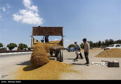 برداشت برنج از مزارع مبارکه - اصفهان