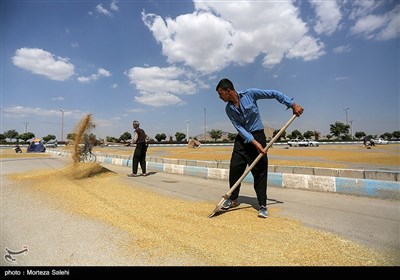 برداشت برنج از مزارع مبارکه - اصفهان