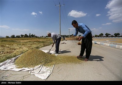 برداشت برنج از مزارع مبارکه - اصفهان
