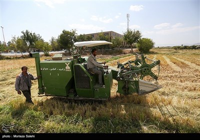 برداشت برنج از مزارع مبارکه - اصفهان