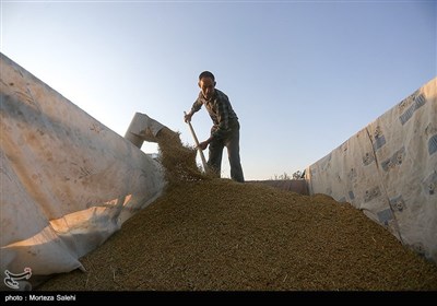 برداشت برنج از مزارع مبارکه - اصفهان