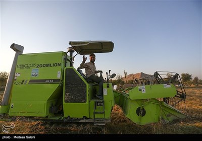 برداشت برنج از مزارع مبارکه - اصفهان