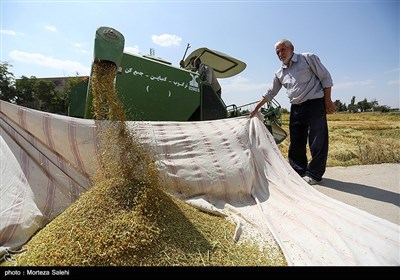 برداشت برنج از مزارع مبارکه - اصفهان