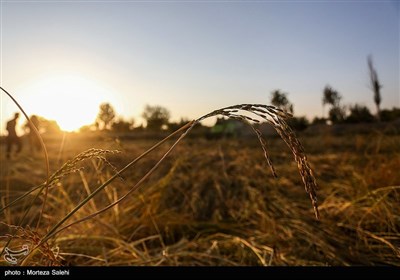 برداشت برنج از مزارع مبارکه - اصفهان