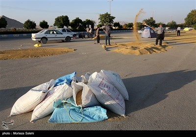 برداشت برنج از مزارع مبارکه - اصفهان