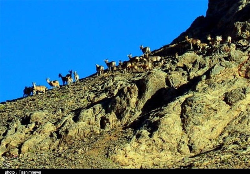 سمنان| شکوه بلندترین کوه میامی به روایت تصاویر
