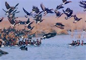 سازمان محیط‌زیست: تمام پرنده‌های مهاجر در فریدونکنار شکار می‌شوند