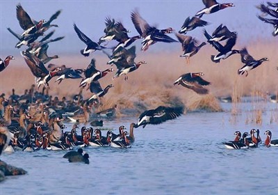 اردبیل در معرض خطر ویروس آنفلوانزای فوقحاد پرندگان