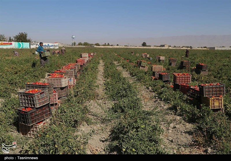 پرونده "کشاورزی، ناجی اقتصاد" , کمیسیون کشاورزی مجلس , کشاورزی , استانداری خراسان شمالی , 