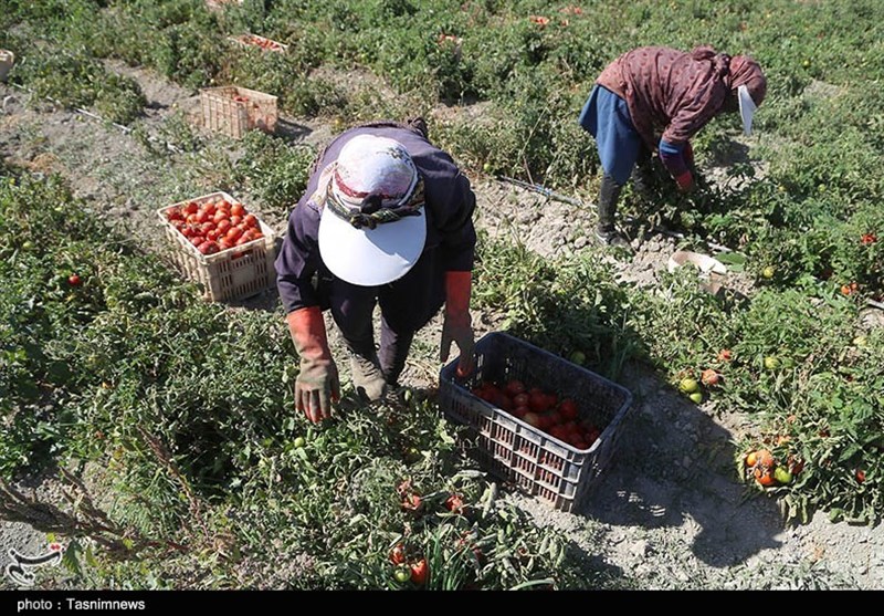 پرونده "کشاورزی، ناجی اقتصاد" , کمیسیون کشاورزی مجلس , کشاورزی , استانداری خراسان شمالی , 