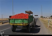 زحمتی که به تاراج می‌رود؛ برداشت «بی‌حاصل» گوجه فرنگی از مزارع خراسان شمالی+تصاویر
